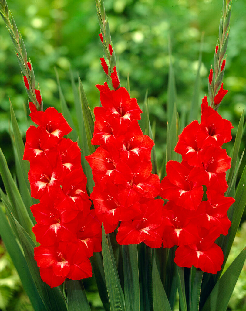 Gladiolus Traderhorn 10-pakning